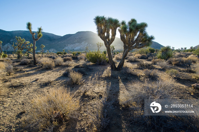 Dawn breaks over Joshua Tree National Park in California.