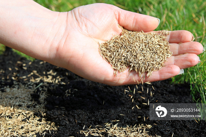 spreading grass seed by hand