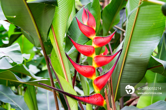 红Heliconia Rostrata花