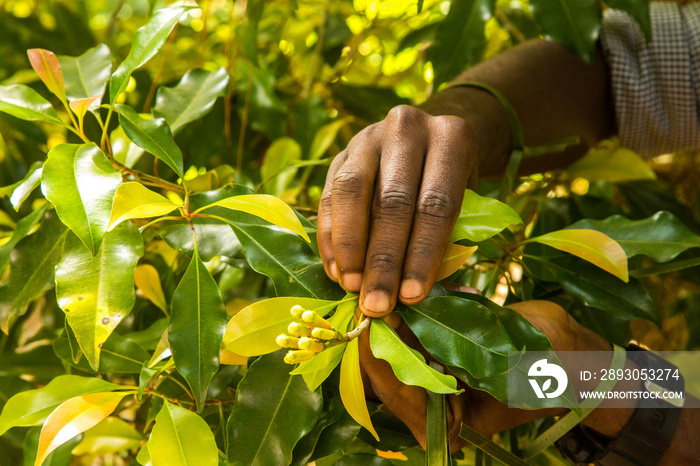 a spice farm worker showing seed pods from a cloves plant near stone town, zanzibar, tanzania, afric