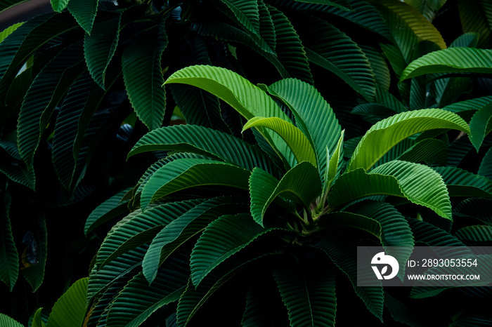 Green Big Leaf Background : Look and feel of Tropical Forest and Nature