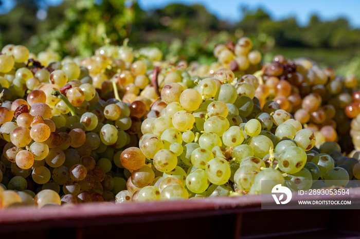 开始酿酒过程，在科特的葡萄园收获白色Vermentino或Rolle葡萄