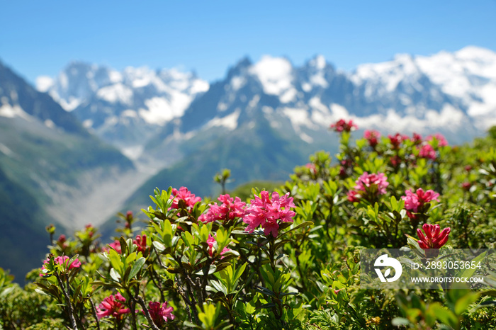 Graian Alps Aiguilles Rouges自然保护区内盛开的高山玫瑰（铁精杜鹃），