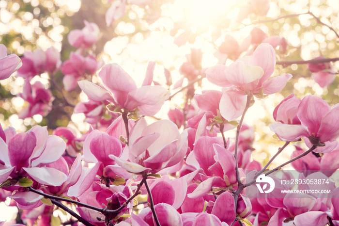 盛开的木兰树。春天的粉红色木兰。
