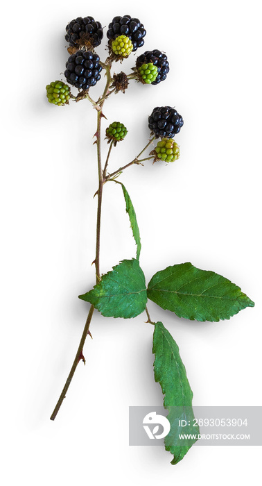 Blackberries With Leaves And Stem