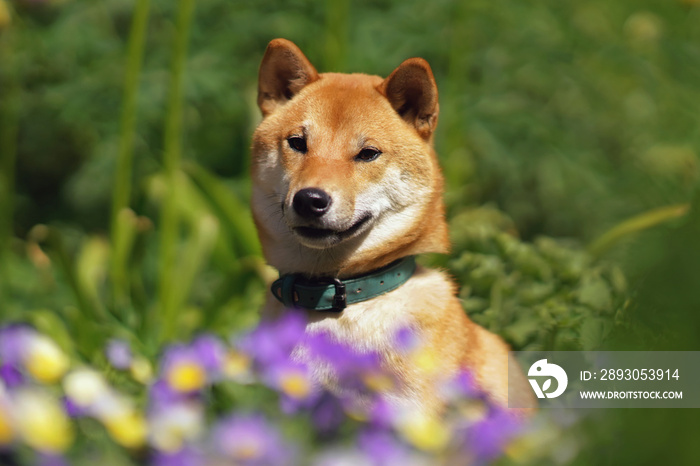 一只戴着项圈的可爱的红色Shiba Inu狗的肖像在室外的绿色草地上摆出紫罗兰色的姿势