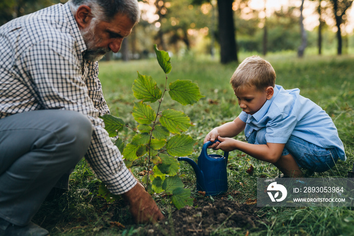 boy with his grandfather planting a tree in the city park