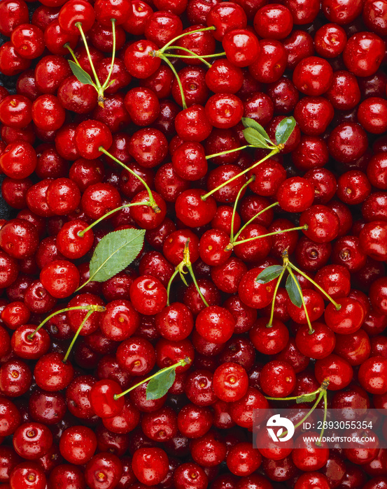 Freshly picked cherries