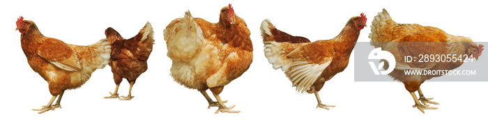 Chicken egg breeding Find your own natural food on white background.(with Clipping Path).