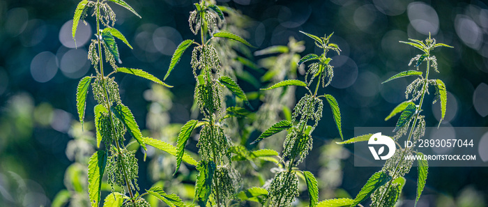 草本普通荨麻，刺荨麻-荨麻，特写