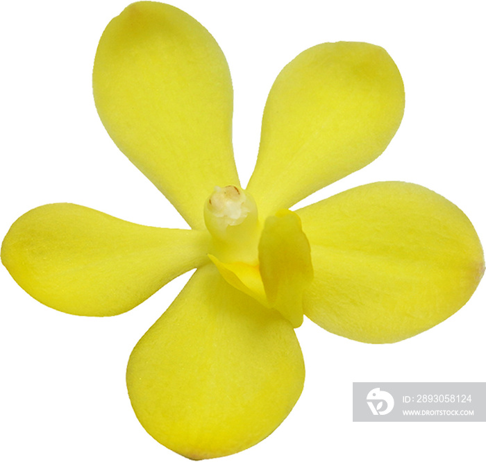 Yellow Single Flower Isolated