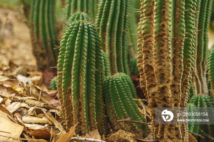 Euphorbia horrida, Africa milk barrel close up in desert.