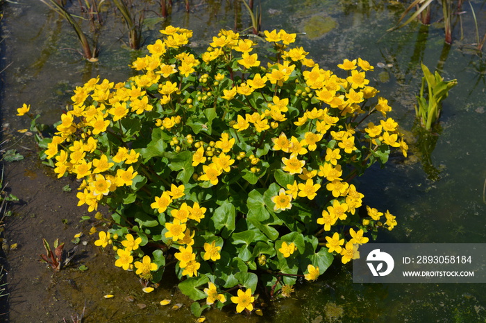 Caltha Palustris or Marsh Marigold, flowering in a garden pond