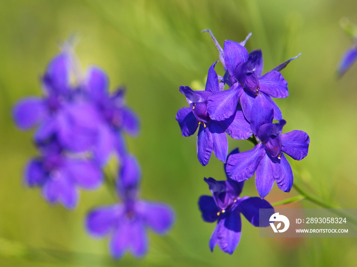 Forking Larkspur或Field百灵鸟的紫蓝色花朵，Consolida regalis