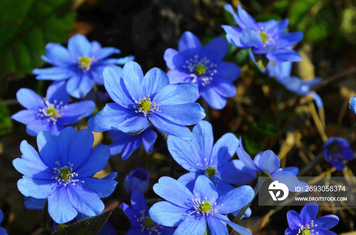 Hepatica nobilis - Common Hepatica, liverwort, kidneywort, pennywort, Anemone hepatica