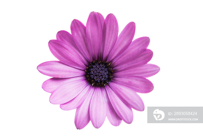 分离的Osteospermum