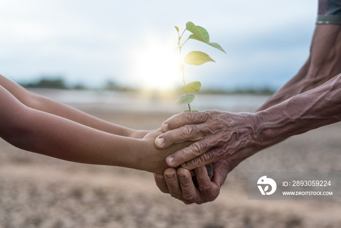 Old mans hand with dry skin and  boy hands holding a tree on the dry arid land