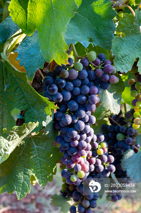 Ripe red grapes growing on vineyards in Campania, South of Italy used for making red wine