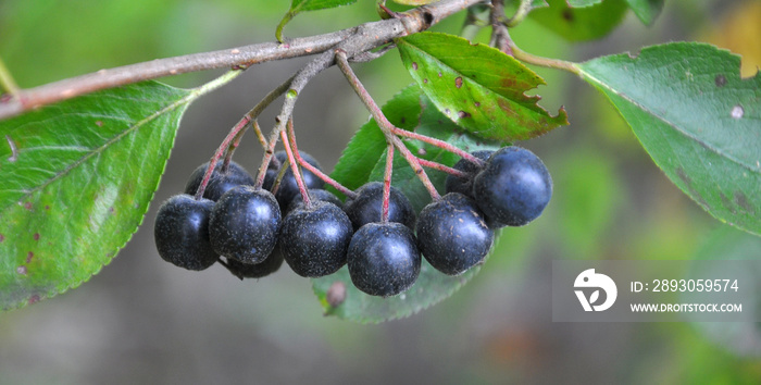 浆果在灌木Aronia blackcarpa的枝条上成熟
