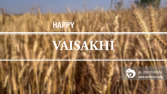 Photo of blurred wheat field background for vaisakhi.