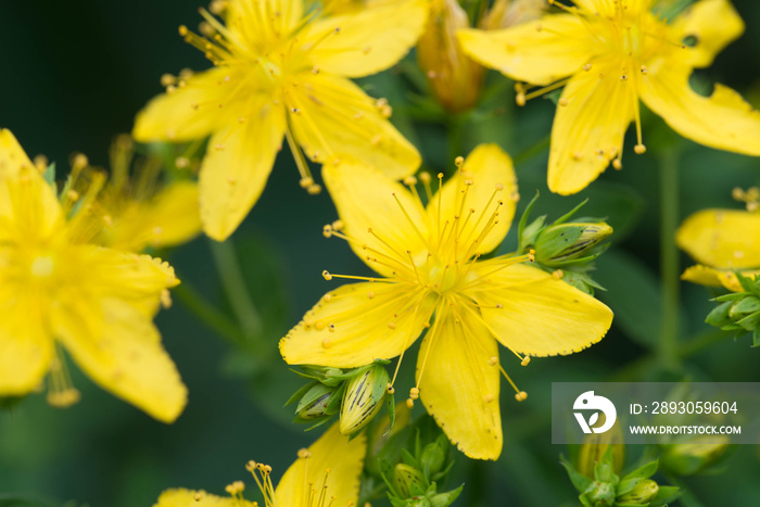 hypericum yellow flowers macro