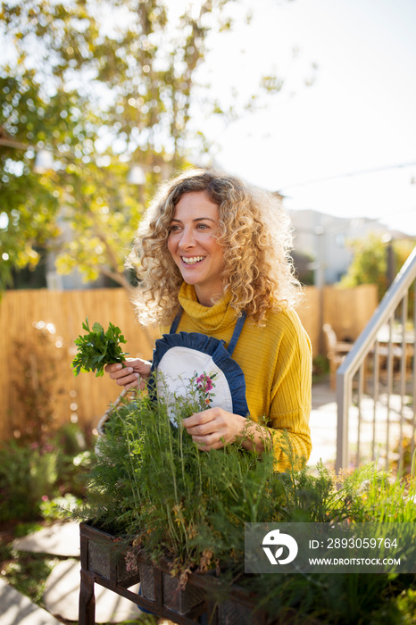 Smiling woman looking away while picking herbs from plants against clear sky in yard