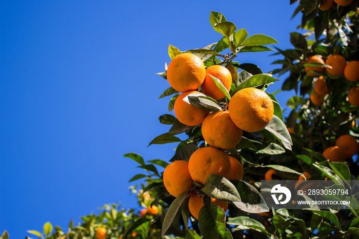 橙色水果。带水果的橙色树。西班牙。