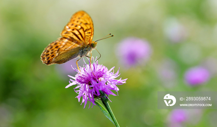 深绿色贝母蝶（Argynnis aglaja）坐在紫色的knapheed（Centaurea ja）上