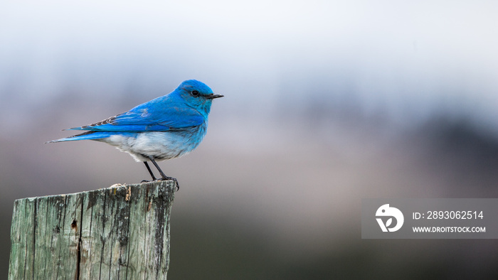 Western blue bird on post