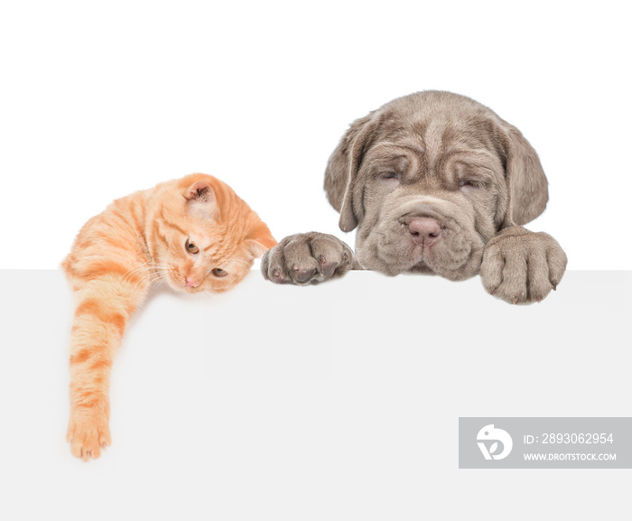 Cat and dog over white banner. isolated on white background