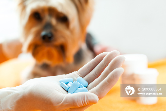兽医服用狗药。