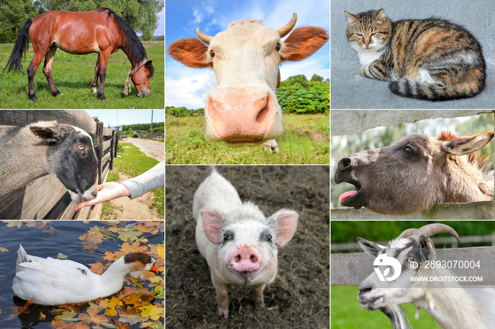 Collage. Different farm animals, cow with pig, horse and donkey, goose and cat.