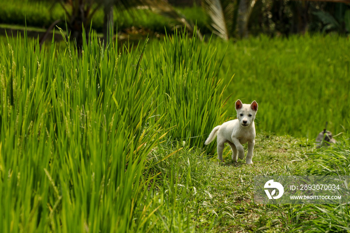 印度尼西亚巴厘岛Jatiluwih水稻梯田上的小白犬品种kintamani