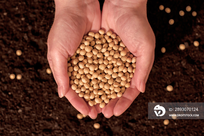 Harvested soybean in hands