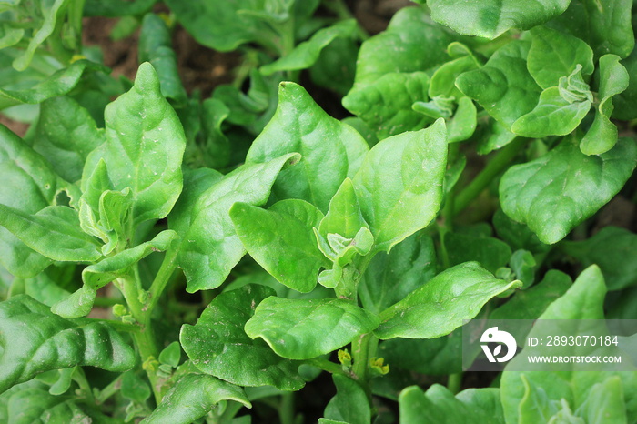 Tetragonia tetragonioides, New Zealand spinach growing in garden