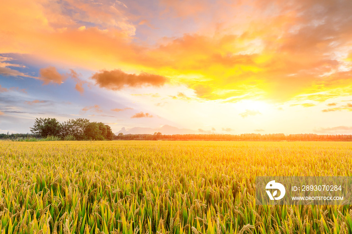 Ripe rice field and sky background at sunset time with sun rays