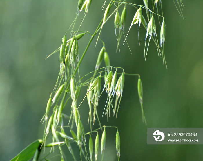 Wild oats grow in the field (Avena fatua, Avena ludoviciana)