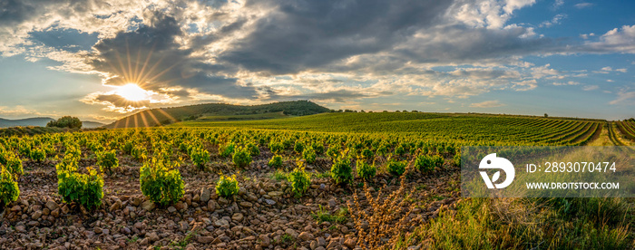 Panoramic view of a vineyard in Spain during a summer day sunrise - Image