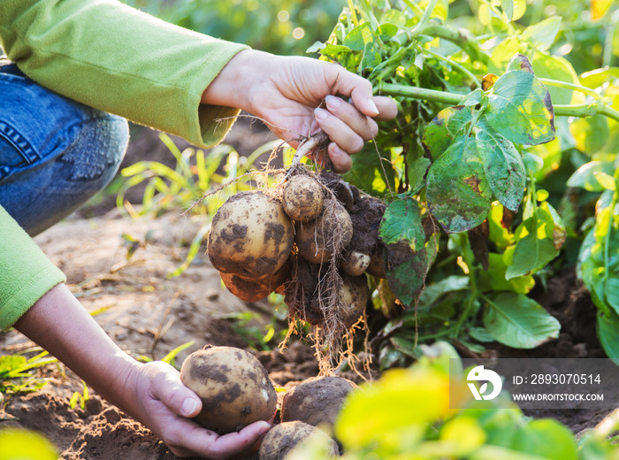 Farmer harvesting fresh potatoes.