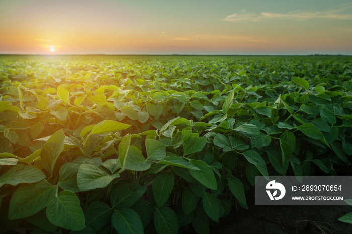 Soybean Field Rows