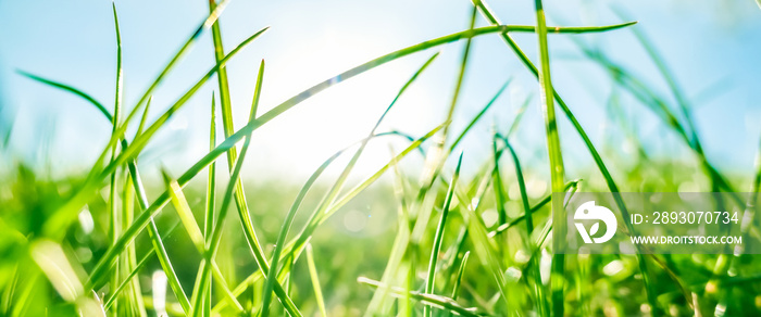 Fresh grass and sunny blue sky on a green field at sunrise, nature of countryside