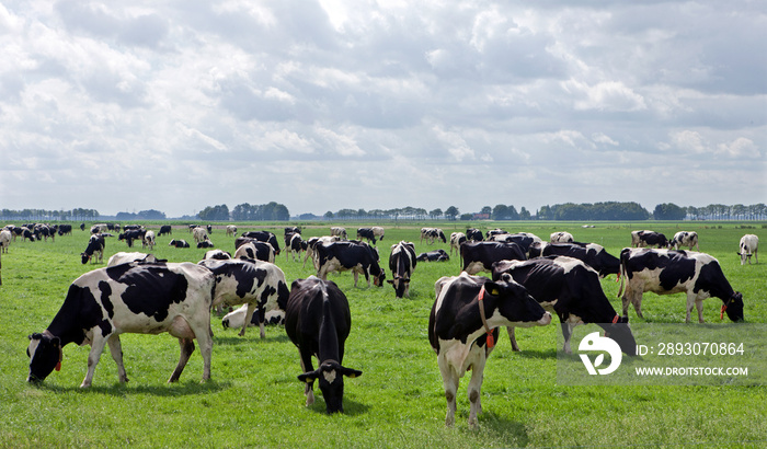 Cows grazing in Dutch meadows. Farming. Agriculture. Netherlands