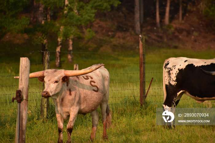 Branded Longhorn Cattle on a Cattle Ranch