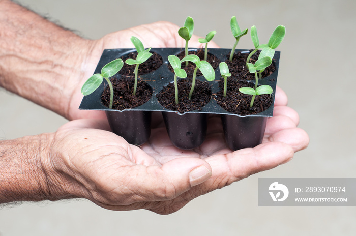 Senior farmer holding green small plant in hands. new life concept. seed germination.  Organic farmi