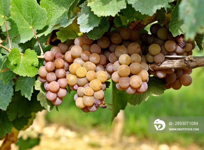 Colorful Pinot Gris grapes just before the harvest. A bee eats a berry below.