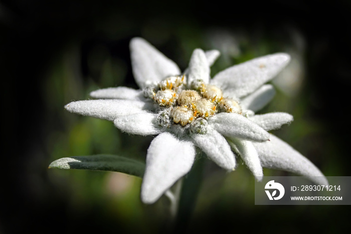 雪绒花。