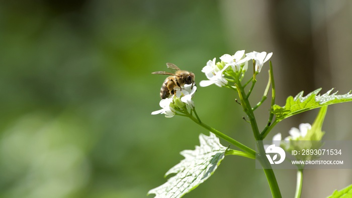 Abeille fleur printemps pollinisation