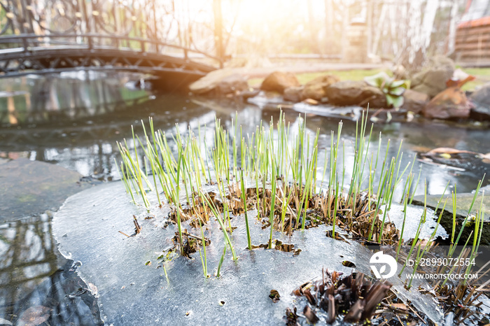 Sprouts of fresh new first green cane reed growing breakthrough frozen water ice crust on pond or ri