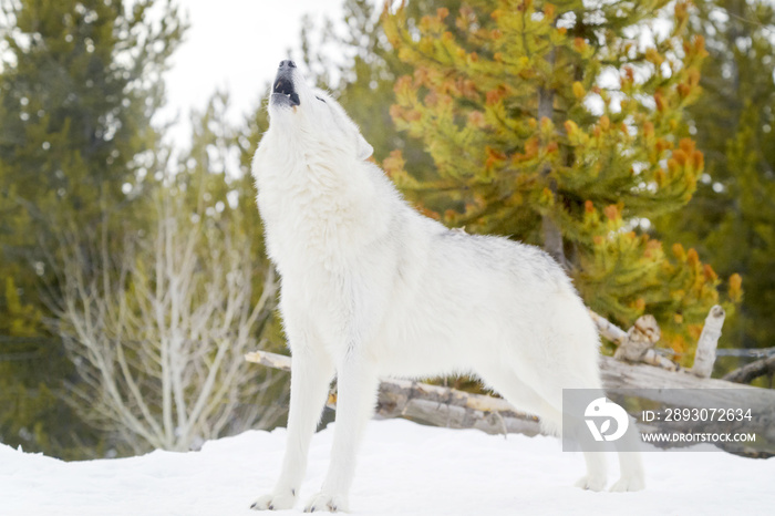 灰色木狼（犬狼疮），在雪地里嚎叫。