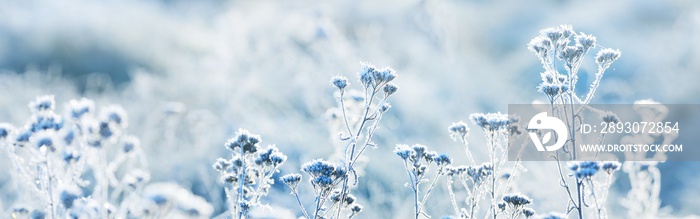 Forest floor of dry plants in a hoarfrost, close-up. Morning fog. Sunny winter day. Seasons, climate